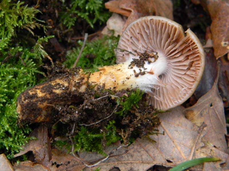 Cortinarius fotog. il 7.1.2011.